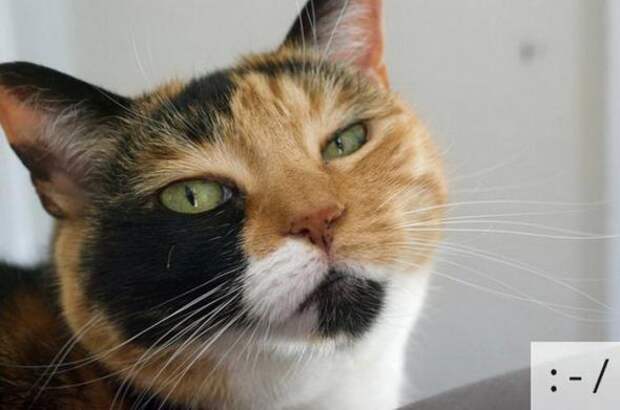 Котоэмоции
