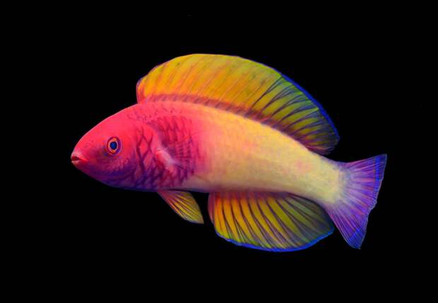 Биологи описали потрясающую радужную рыбу у Мальдивских островов