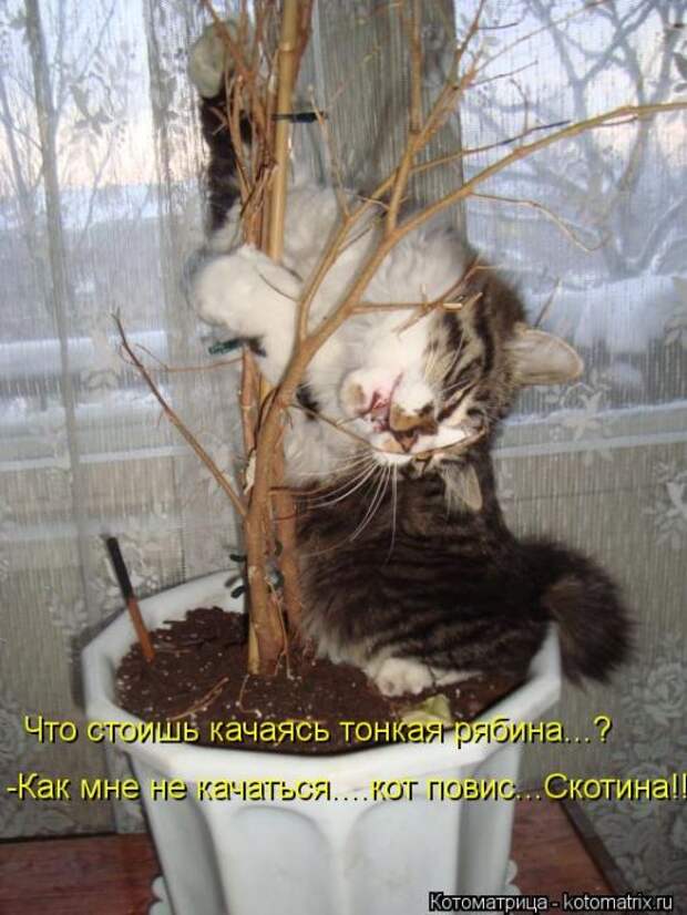 Котоматрицы(картинки с подписями)