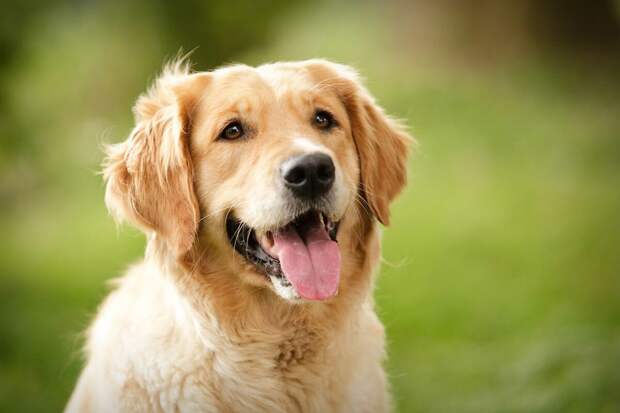 Фото с www.golden-retriver.info для примера