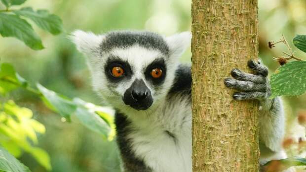 Как на Мадагаскаре спасают оставшиеся леса и восстанавливают утраченные 