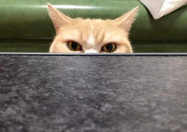 Без кота и жизнь не та