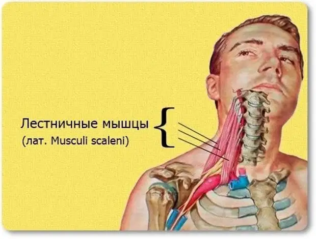 Лестничная мышца как расслабить. Лестничные мышцы. Лестничные мышцы находятся. Лестничные мышцы шеи. Синдром передней лестничной мышцы.