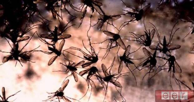 полчища комаров