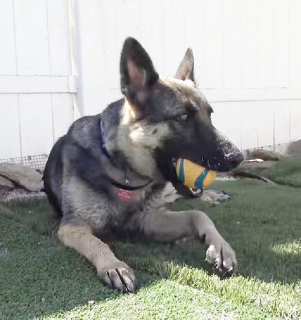 Собака держит мяч