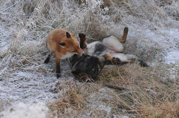 Невозможная дружба: лиса и охотничий пёс fox n dog03 Невозможная дружба: лиса и охотничий пёс