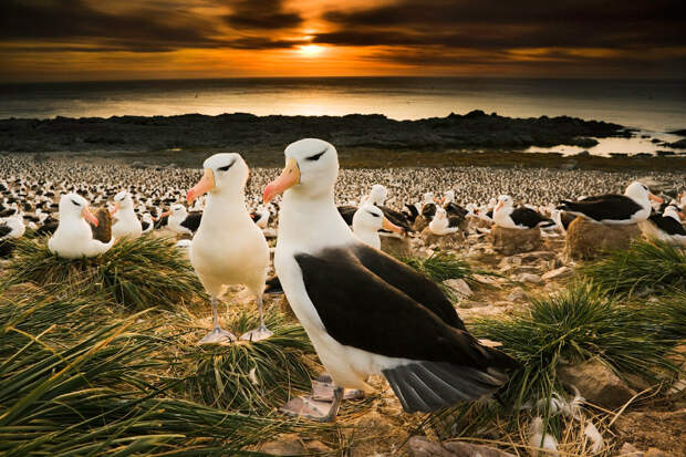 Чернобровые альбатросы на Фолклендских островах, Англия