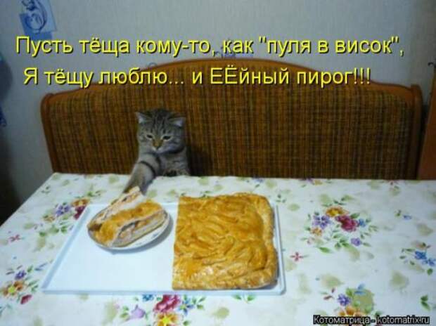 Котоматрицы(картинки с надписями)