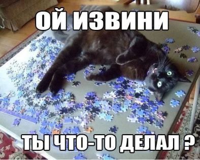 кот, прикол, юмор