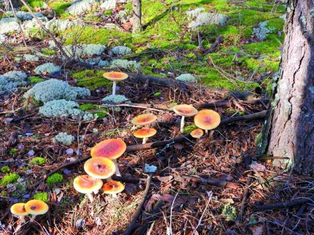 мухоморов было просто огромное количество , всё ими усеяно  грибы, листва, осень, природа, прогулка, сделай сам