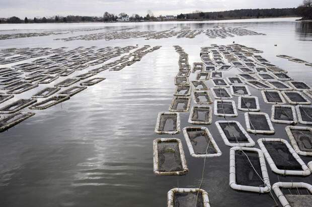 Выращивание устриц в США