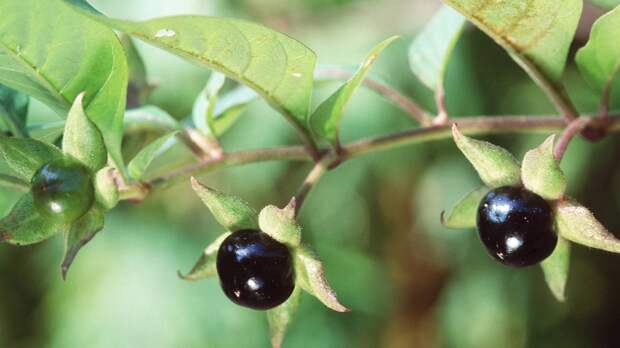 Белладонна ягода фото File:Atropa belladonna, Mont-d'Or - img 19261.jpg - Wikimedia Commons