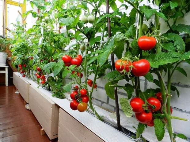 Блог им. alenalapikova: Сода в огороде – 10 способов применения: Органическое земледелие, пермакультура