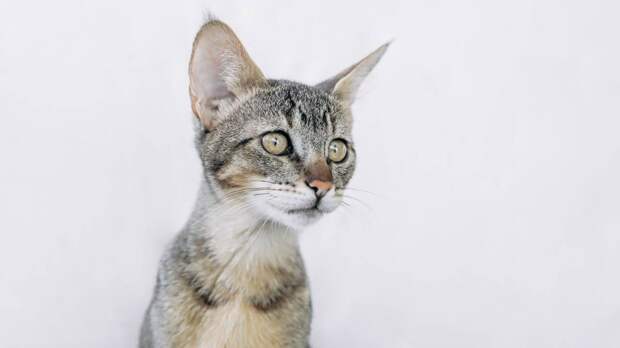 Фелинолог Пономарева рассказала, стоит ли заводить в квартире гибридных кошек