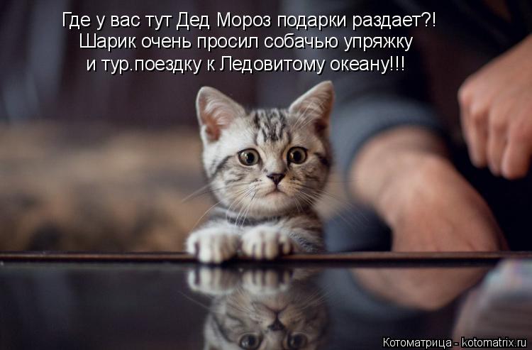 Котоматрица: Где у вас тут Дед Мороз подарки раздает?! Шарик очень просил собачью упряжку и тур.поездку к Ледовитому океану!!!