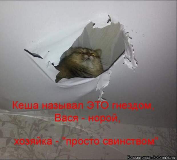 Свежая прикольная котоматрица (26 фото)