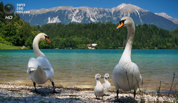 Словения. Крайна. Бледское озеро. (Pierre-Olivier Fortin)