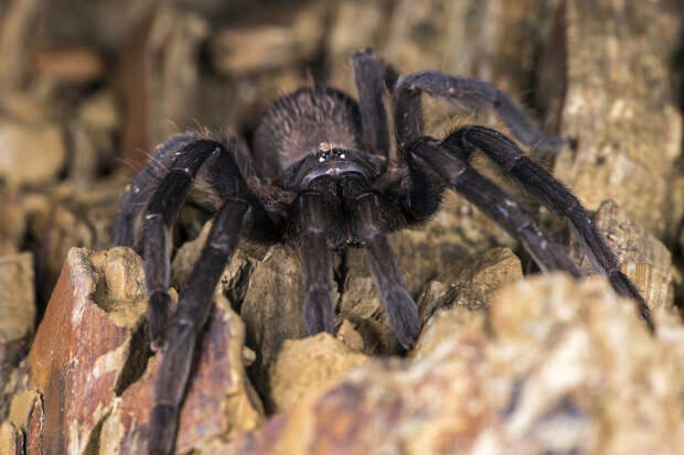 Metro: открыт новый род пауков-птицеедов с огромными половыми органами