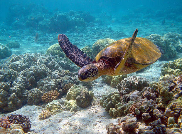 Морская зеленая черепаха