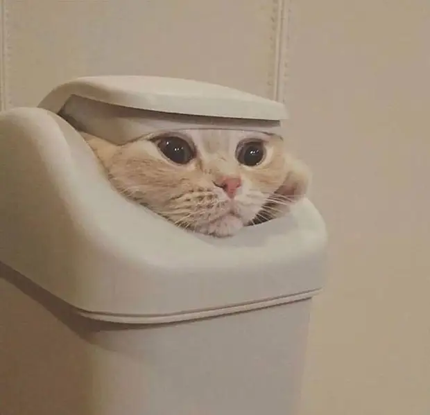 Bigpicture ru cats being weird weirdlilguys 6242d1839b5fb 700