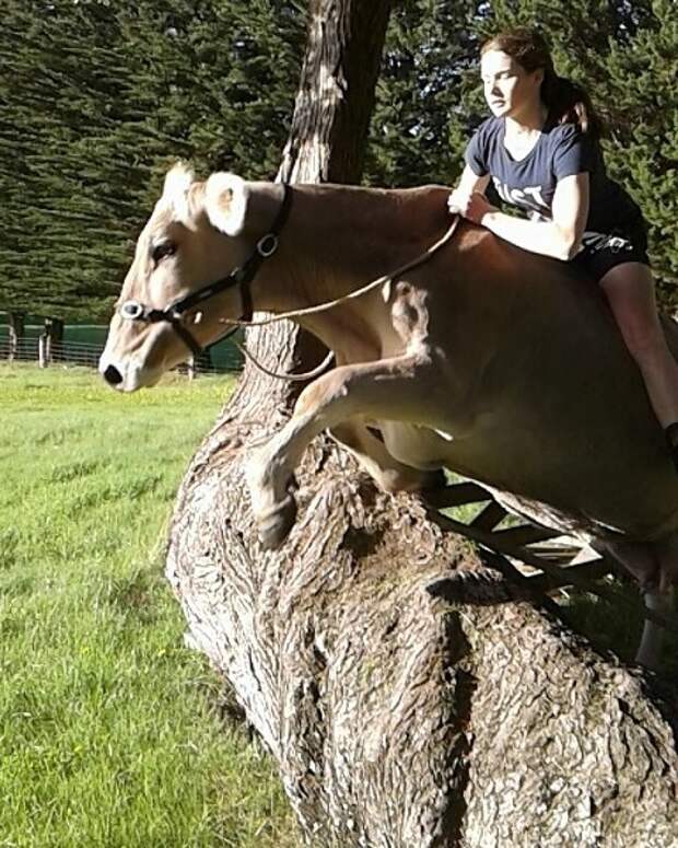 Эта корова из Новой Зеландии думает, что она — лошадь. А почему бы и нет! животные, корова