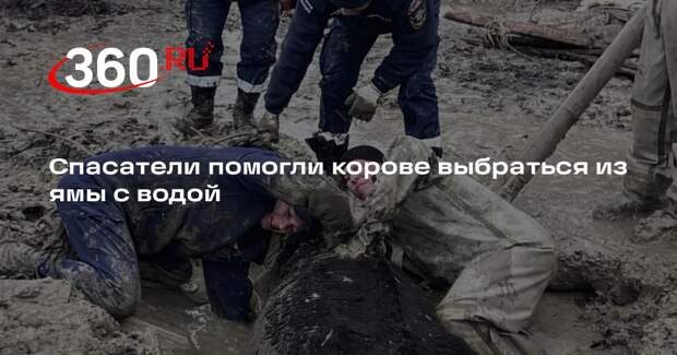 Спасатели помогли корове выбраться из ямы с водой