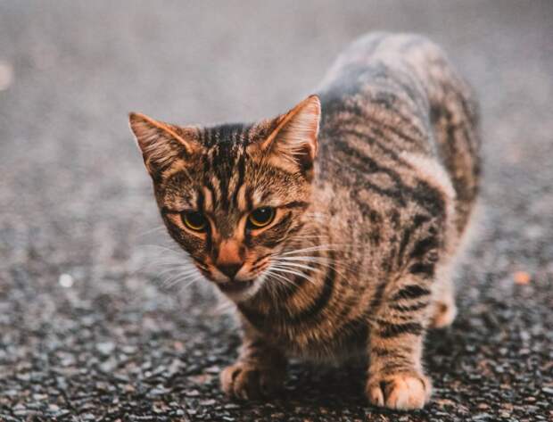 Бездомный кот. Фото: unsplash.com