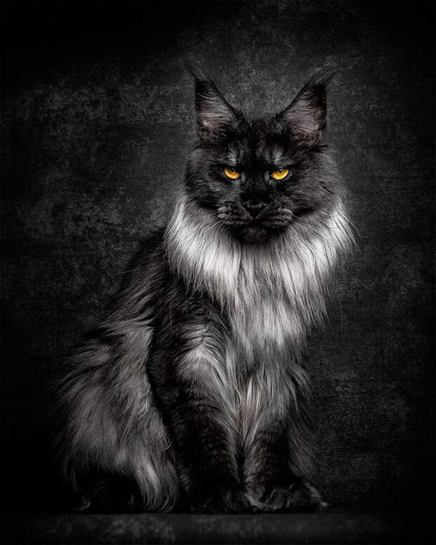 Красота мейн-кунов в фотографиях Robert Sijka