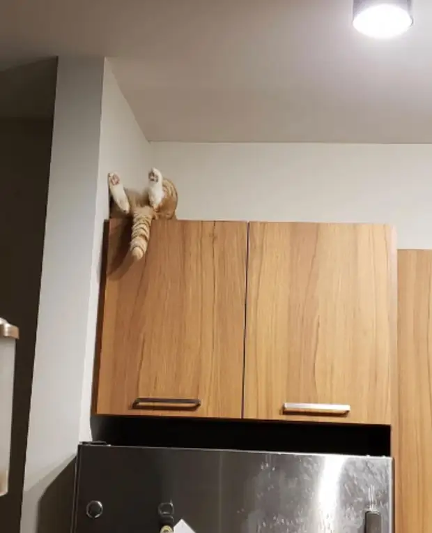 Bigpicture ru cats being weird weirdlilguys 6242ea0822053 700