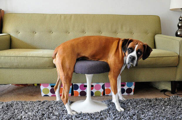 Это собака попытка понимания мебели.