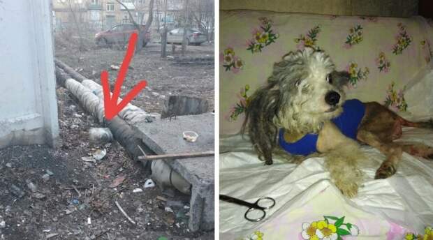 Породистого больного пса выкинули у теплотрассы инвалид, китайская хохлатая, порода, приют, собака, спинальник