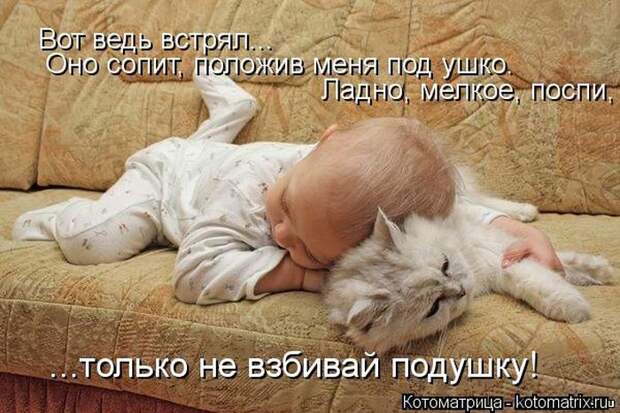 Лучшие котоматрицы недели Лучшие котоматрицы недели