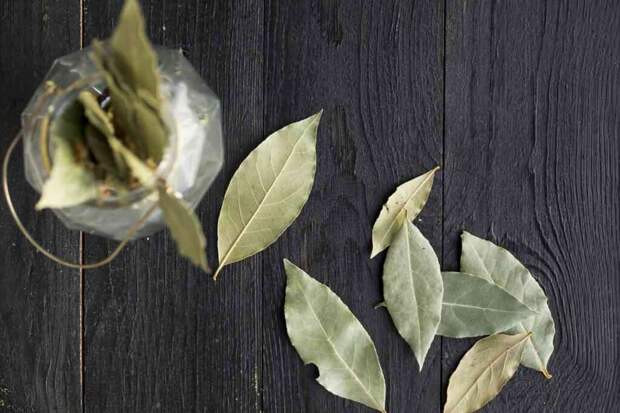 Как дать рассаде вторую жизнь с помощью лаврового листа