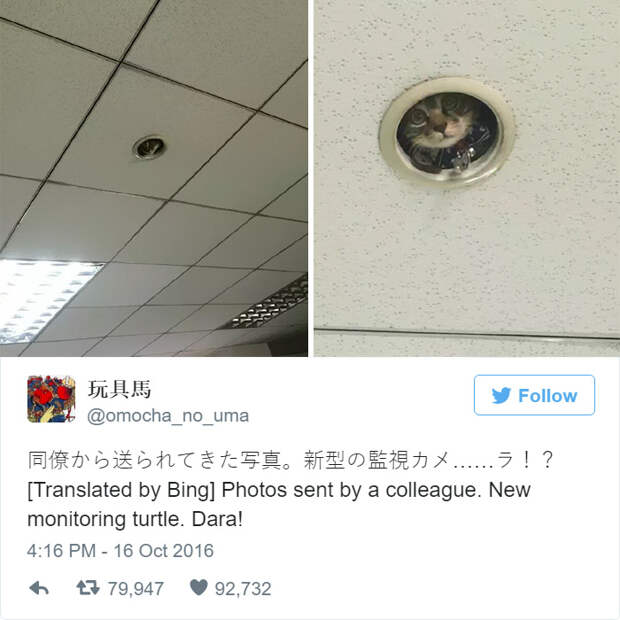 office-ceiling-cat-monitoring-omocha-no-uma-6