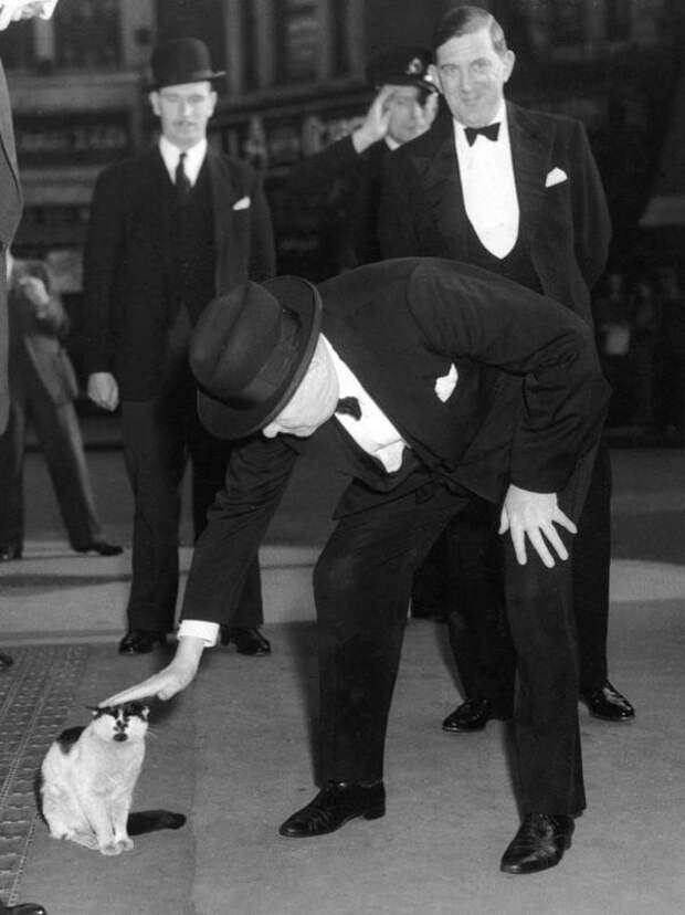 Британский премьер–министр Уинстон Черчилль остановился, чтобы погладить кошку на станции Liverpool Stree, Лондонt, 24 мая 1952 года. история, люди, события