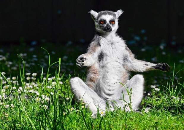 Interesting pictures with animals 07