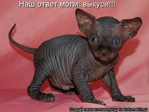 3201191_original (600x450, 44Kb)