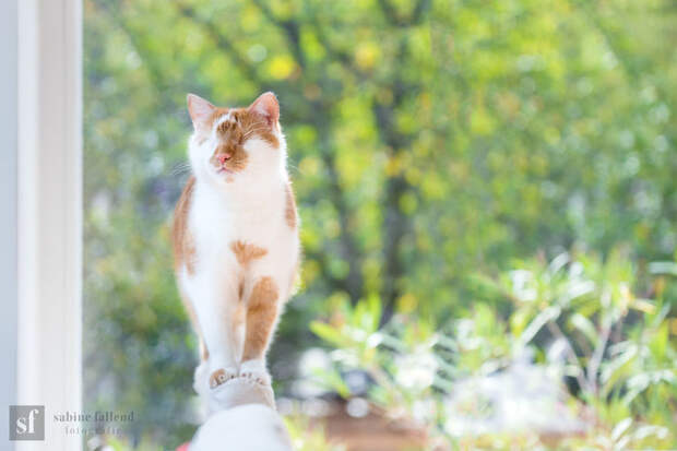 Блог - Девушка делает чудесные эмоциональные фото своего кота, у которого нет глаз Девушка делает чудесные эмоциональные фото своего кота, у которого нет глаз
