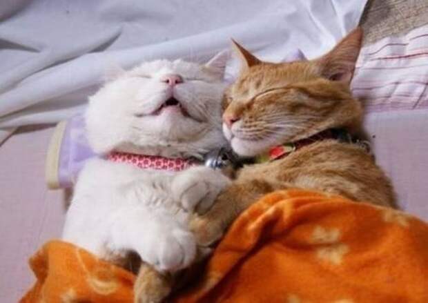 Самые странные позы, в которых спят коты