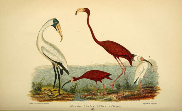 An illustration from <em&gtAmerican Ornithology</em> depicts the flamingo and other birds often spotted on the Florida coast. 