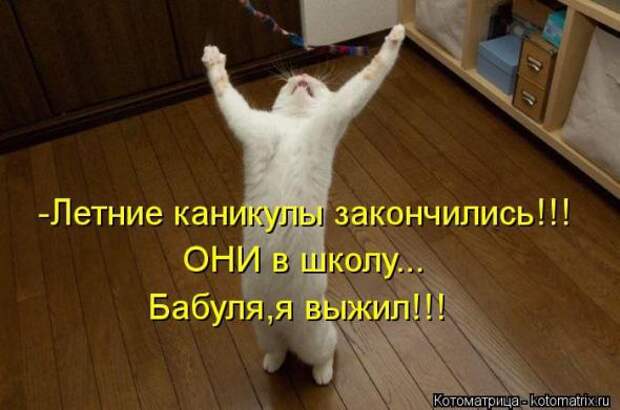 Котоматрицы(картинки с надписями)