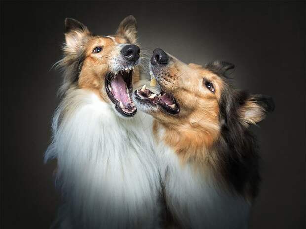 Забавные эмоции собак, которые ловят лакомства Кристиан Вилер, животные, лакомство, милота, собака, фотограф