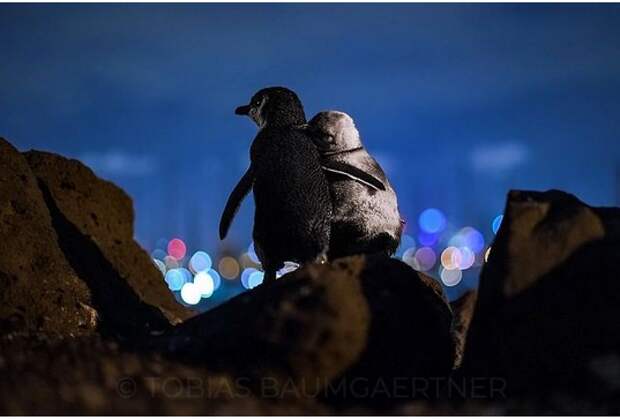 Снимок, который получил премию: овдовевшие пингвины держатся вместе