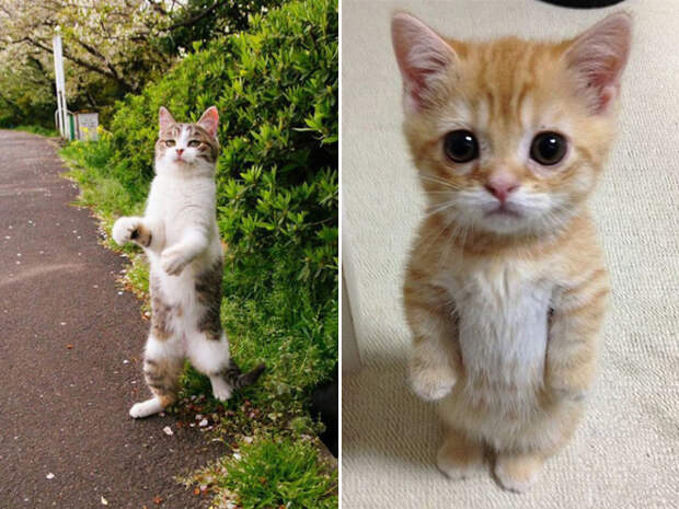 16 фото, доказывающих, что коты прекрасно умеют стоять на двух ногах… то есть лапах