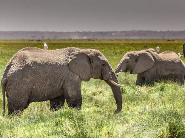 Выявлена удивительная способность слонов называть друг друга по имени