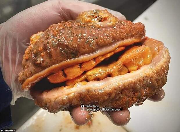 Удивительные морские существа океана