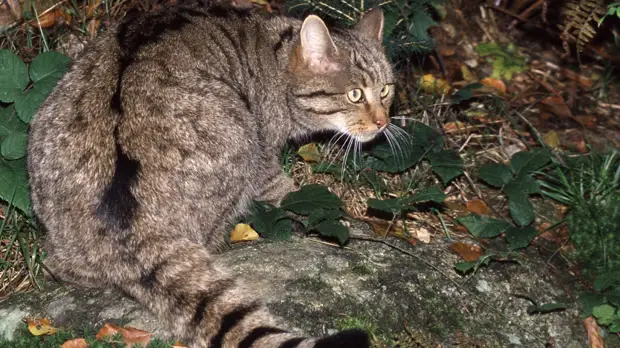 В Подмосковье ищут беглого дикого кота - сервала
