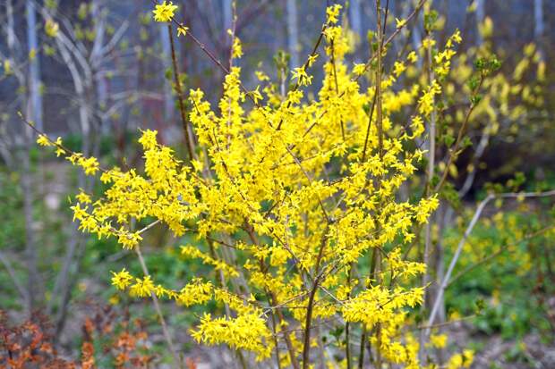 В Москве зацвел пасхальный куст