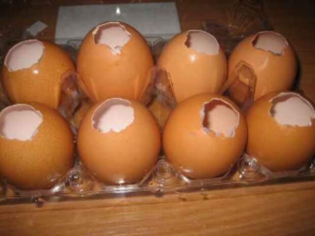 Заливные яйца