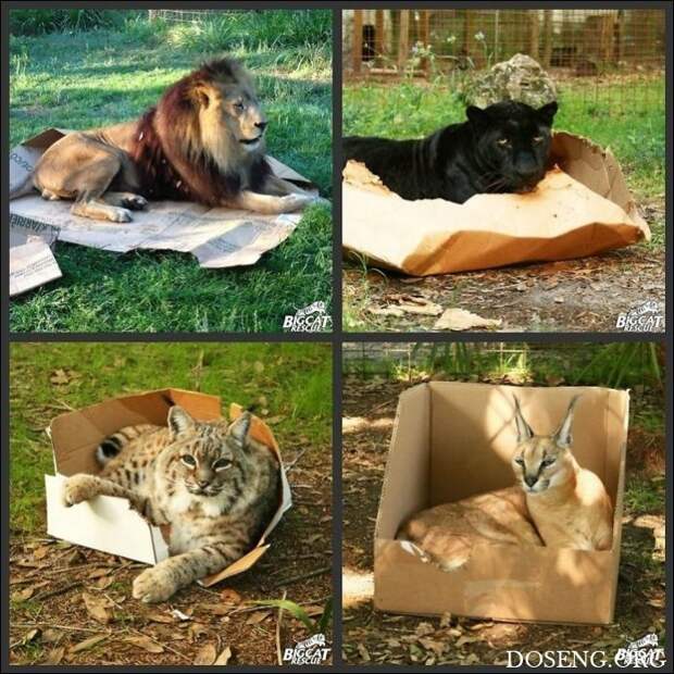 Коты стремятся заполнить собой любую емкость